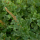 BIO Merlík všedobr - Chenopodium henricus - bio semena merlíku - 150 ks