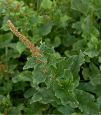 BIO Merlík všedobr - Chenopodium henricus - bio semena merlíku - 150 ks