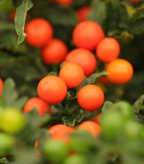 Lilek okrasný Jupiter - Solanum pseudocapsicum - semena okrasného lilku - 10 ks