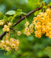 Beli ribez - Ribes sylvestre - sadike ribezov brez korenin - 1 kos