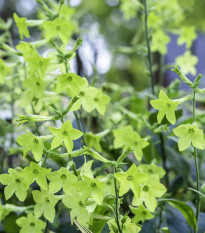 Tabák Perfume Lime F1 - Nicotiana sanderae - semena tabáku - 50 ks