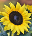 Sončnica Sunrich Lemon - Helianthus annuus - semena sončnice - 8 kos