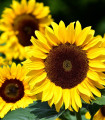 Sončnica Big Smile - Helianthus annuus - semena sončnice - 8 kosov