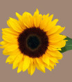 Sončnica Mezzulah - Helianthus annuus - semena sončnice - 8 kosov
