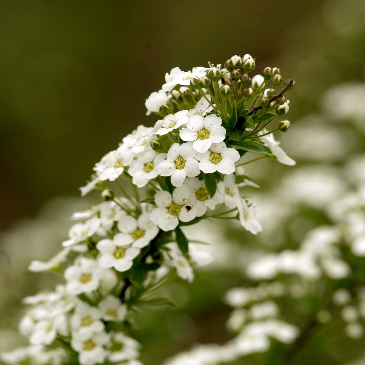 Tařicovka přímořská Schneeteppich - Lobularia maritima - semena tařicovky - 50 ks