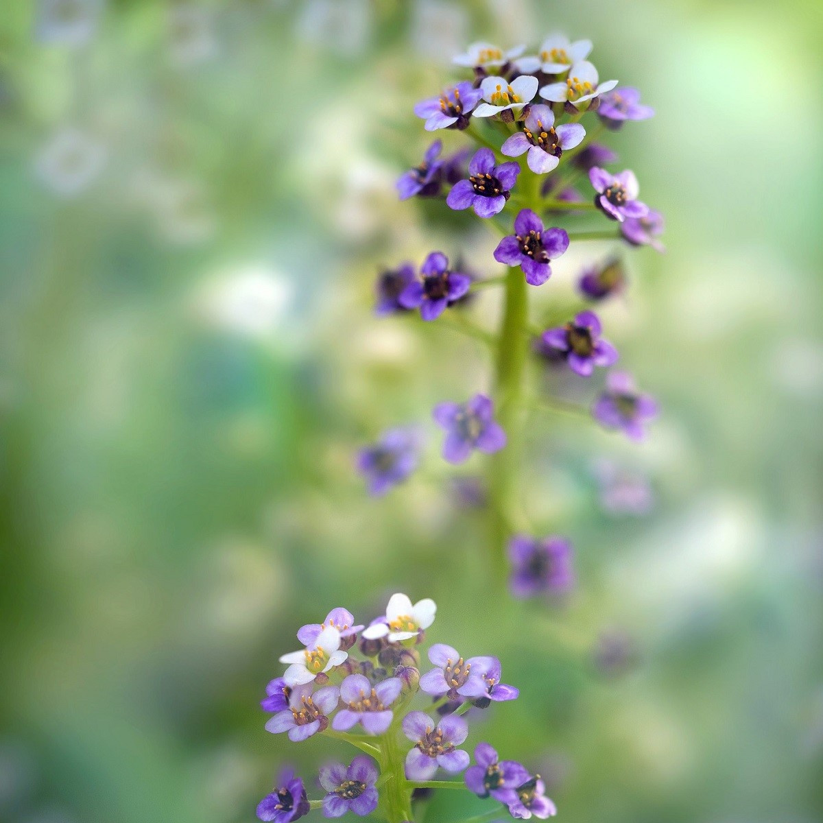 Tařicovka přímořská Könnigsteppich - Lobularia maritima - semena tařicovky - 50 ks