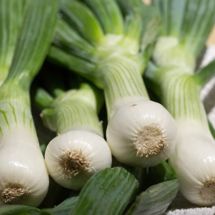Cibule jarní La Reine - Allium cepa - semena cibule - 250 ks