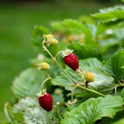 Jahodník měsíční Alexandria - Fragaria vesca - semena jahodníku - 20 ks