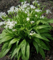 Medvedji česen - Allium ursinum - semena medvedjega česna - 7 kosov