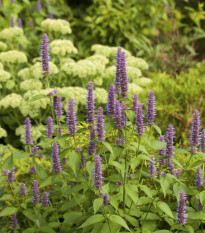 Agastache fenyklová - Agastache foeniculum - semena agastache - 250 ks