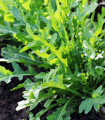 BIO Rukola Ruca - Eruca sativa - bio semena rukole - 100 kos