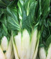 Mangold Verte a Carde Blanche 2 - Beta vulgaris - semena blitve - 50 ks