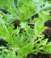 Mizuna Waido - Brassica campestris Japonica - semena mizuny - 30 kosov - zaključeno