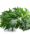 Mizuna - Japonska gorčica - Brassica rapa ssp. japonica - semena mizune - 50 kos