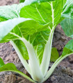 Pak Choi kitajsko zelje - Brassica chinensis - semena - 100 kos