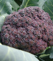 Brokoli Miranda - Brassica oleracea - semena brokolija - 30 kos