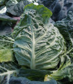 Zgodnje rumeno zelje - Brassica oleracea - semena zelja - 150 kos