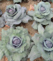 Rdeče zelje Rufus - Brassica oleracea - semena zelja - 150 kos