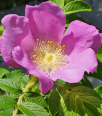 Rugosa vrtnica - Rosa rugosa - semena vrtnice - 5 kosov