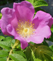 Rugosa vrtnica - Rosa rugosa - semena vrtnice - 5 kosov
