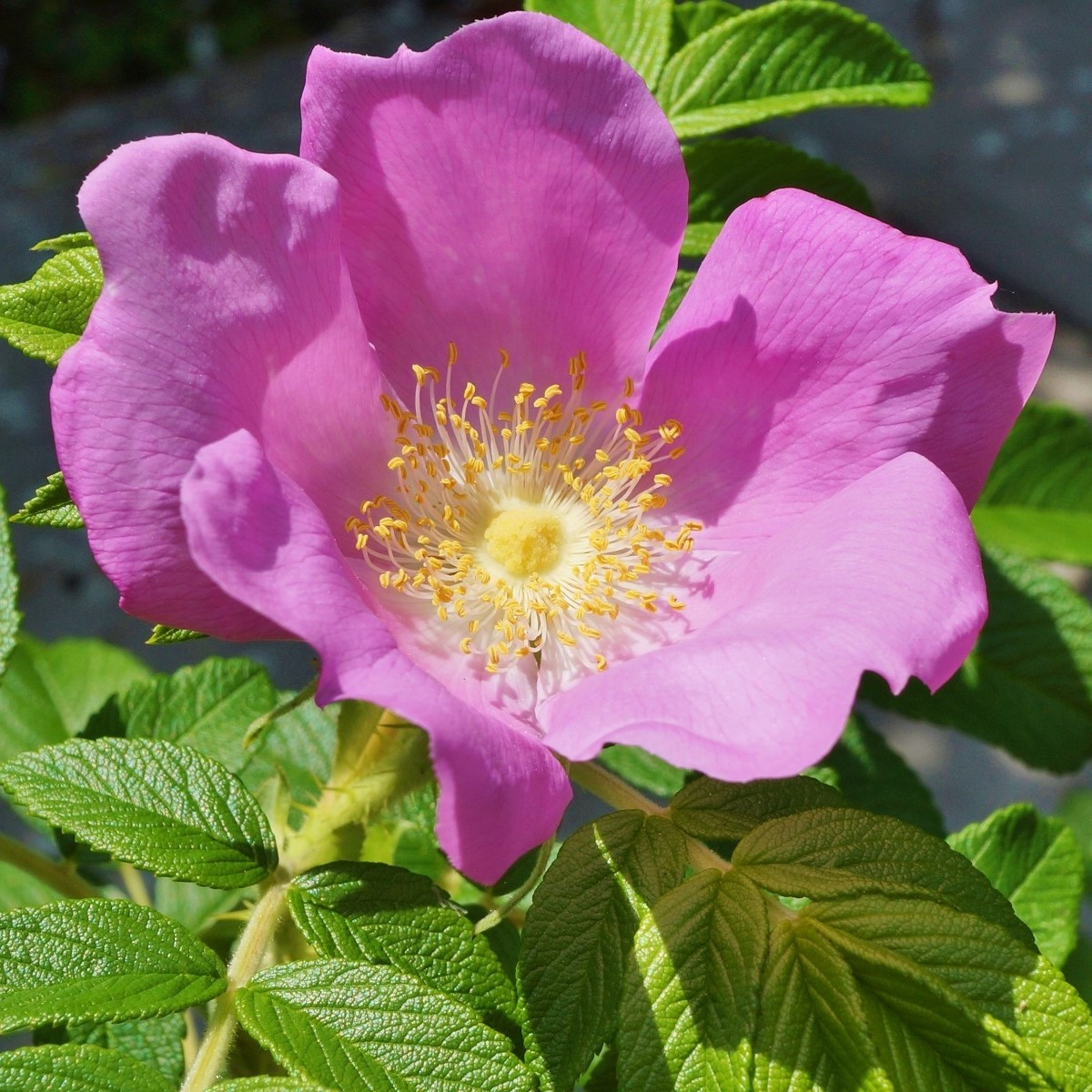 Rugosa vrtnica - Rosa rugosa - semena vrtnice - 5 kosov
