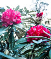 Rododendron – Pěnišník – Rhododendron arboreum – semena rododendrona – 50 kosov