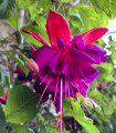 Fuksija bolivijska - Fuchsia boliviana - semena fuksije - 15 kos