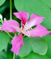 Orhidejevo drevo - Bauhinia purpurea - semena orhidejevega drevesa - 4 kos