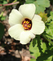 Ibišek trodelni - Hibiscus trionum - semena ibiška - 5 kos