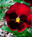 Maceška rdeča Abendglut - Viola wittrockiana - semena maceške - 200 kos