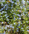 Alpska spominčica pritlikava - Myosotis alpestris - semena spominčice - 700 kos