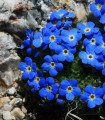 Alpska spominčica modra - Myosotis alpestris - semena spominčice - 130 kos