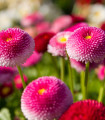 Rožnata pomponasta marjetica - Bellis perennis - semena marjetice - 0,1 g