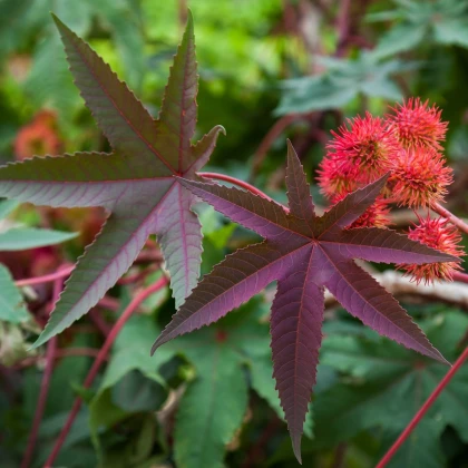 Skočec obecný červený Karmen - Ricinus communis gibsoni - semena skočce - 3 ks