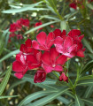 Oleander - Nerium - semena oleandra - 10 kos