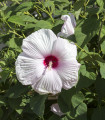 Ibišek močvirski Mallow Rose - Hibiscus moscheutos - semena ibiška - 5 kos