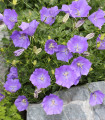 Zvonec karpatski modri - Campanula carpatica - semena zvonca - 400 kos