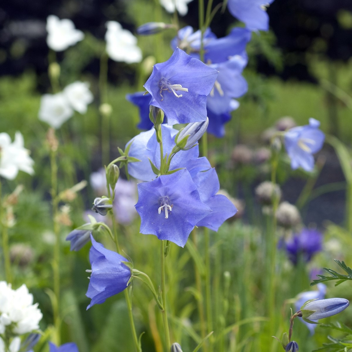 Zvonek broskvolistý modrý - Campanula persicifolia - semena zvonku - 0,1 g