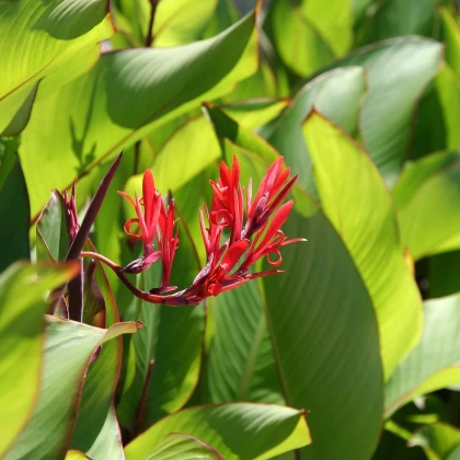 Kana indická - Canna indica - semena kany - 6 ks
