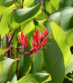 Kana indijska - Canna indica - semena kane - 6 kos