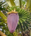 Banana Dwarf Cavendish - Musa acuminata - semena banane - 5 kosov