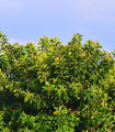 Indijski smokvovec - Ficus benghalensis - semena smokvovca - 5 kos