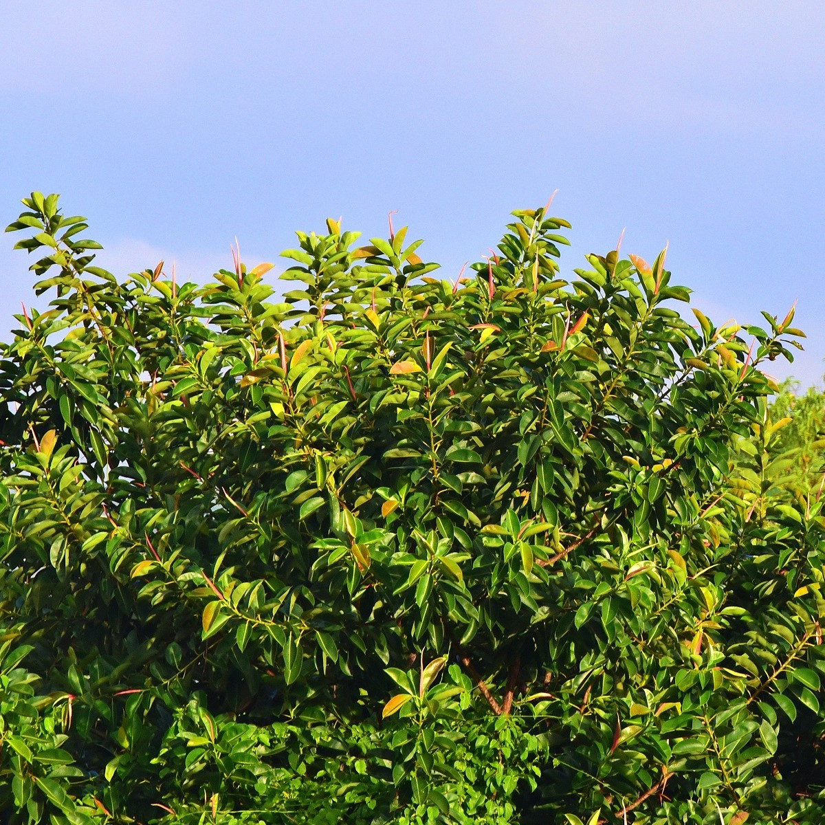 Fíkovník indický - Ficus benghalensis - semena fíkovníku - 5 ks