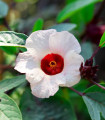 Ibišek sudanski - Hibiscus sabdariffa - semena ibiška - 8 kos