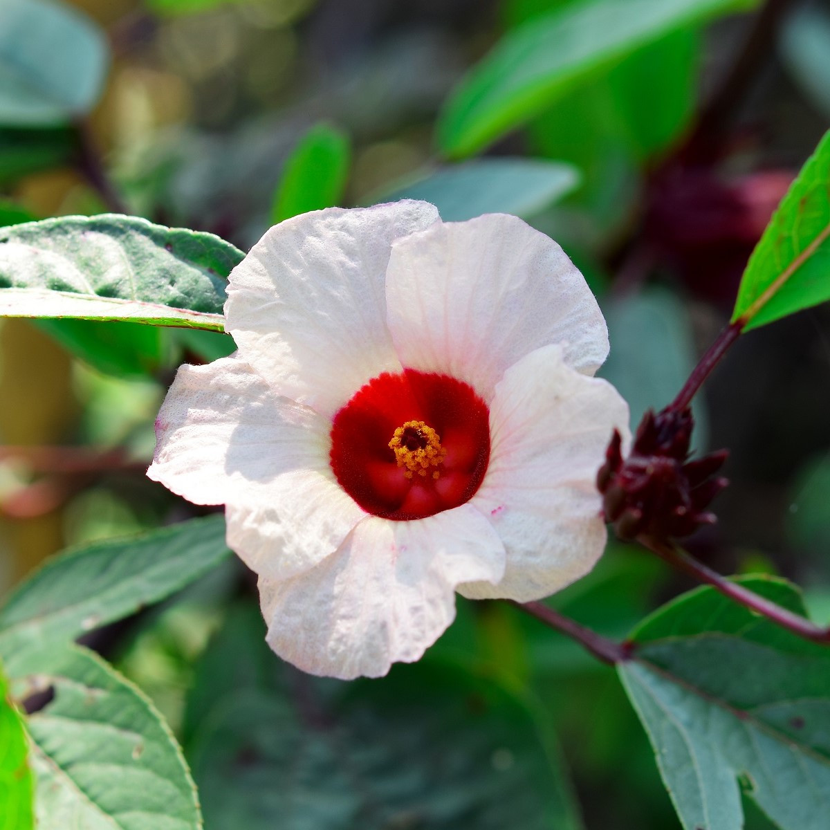 Ibišek súdánský - Hibiscus sabdariffa - semena ibišku - 8 ks