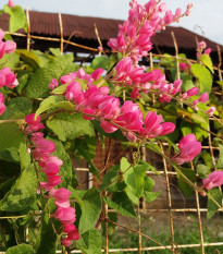 Antigonon mehiški - Antigonon leptopus - semena antigonona - 15 kos