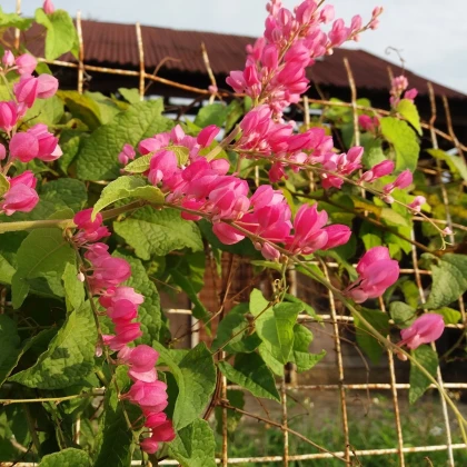 Antigonon mehiški - Antigonon leptopus - semena antigonona - 15 kos