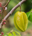 Karambola - Kitajska zvezda - Averrhoa carambola - semena karambole - 5 kosov