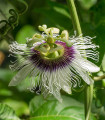 Pasijonka - Passiflora edulus - semena pasijonke - 5 kosov