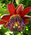 Mučenka štirikotna - Passiflora quadrangularis - semena mučenke - 4 kosi
